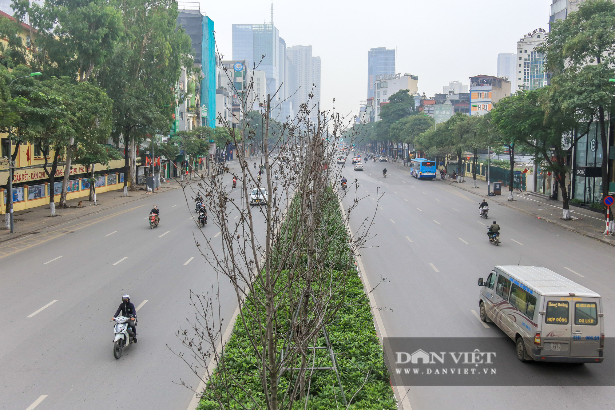 Người dân nói gì về việc Hà Nội thay thế cây phong ở 2 tuyến đường? - Ảnh 1.