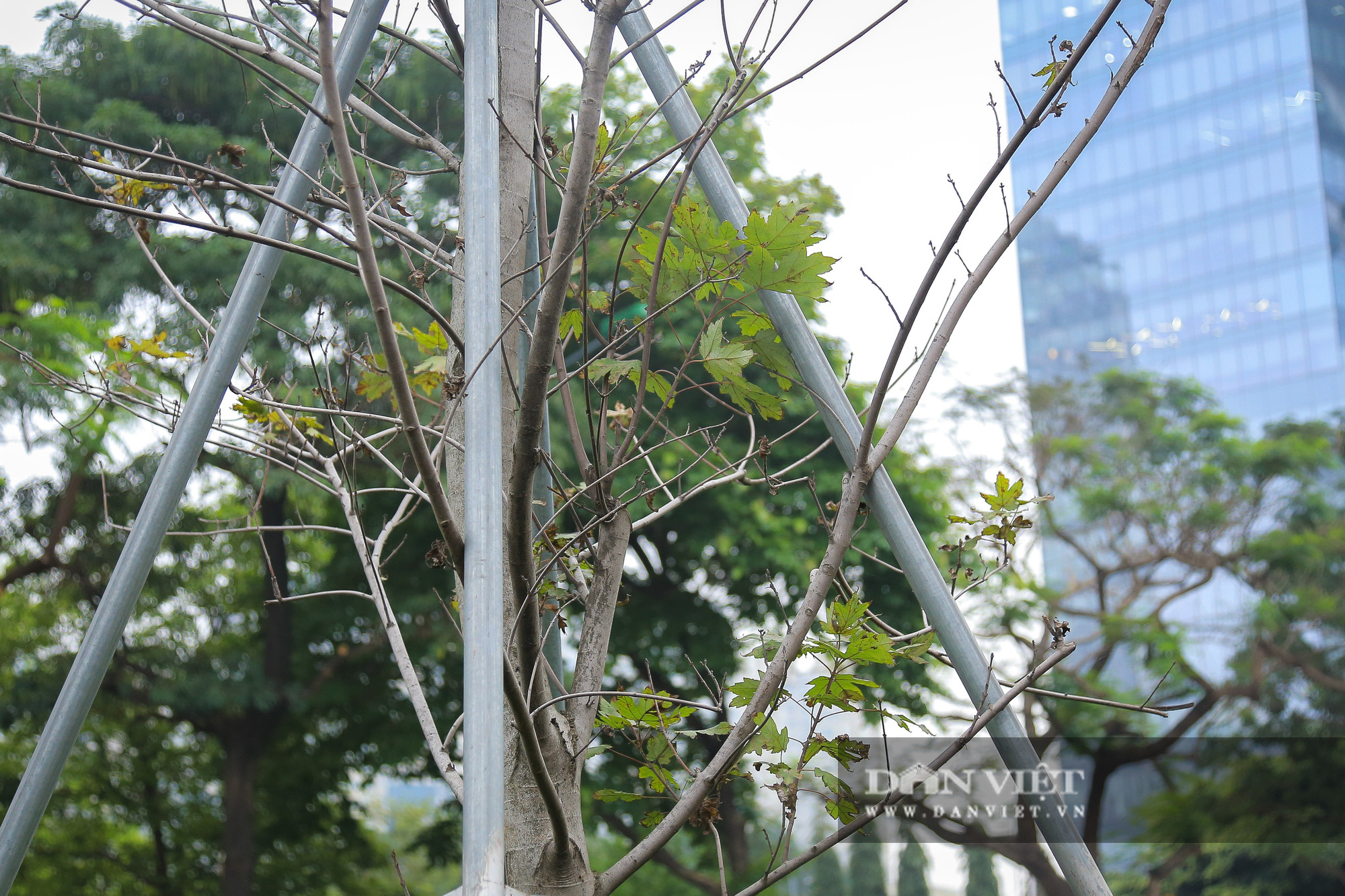 Người dân nói gì về việc Hà Nội thay thế cây phong ở 2 tuyến đường? - Ảnh 5.