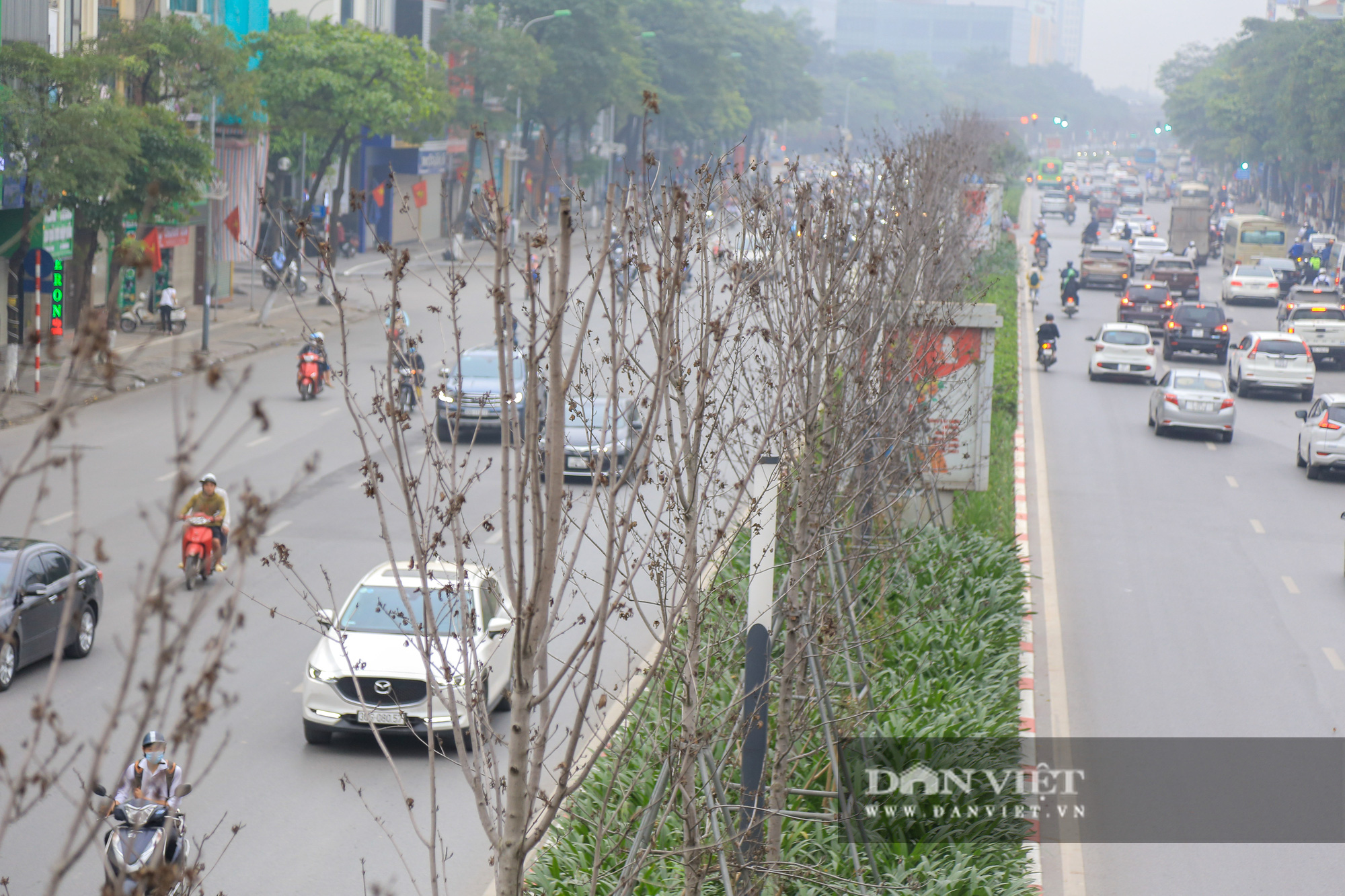 Người dân nói gì về việc Hà Nội thay thế cây phong ở 2 tuyến đường? - Ảnh 10.