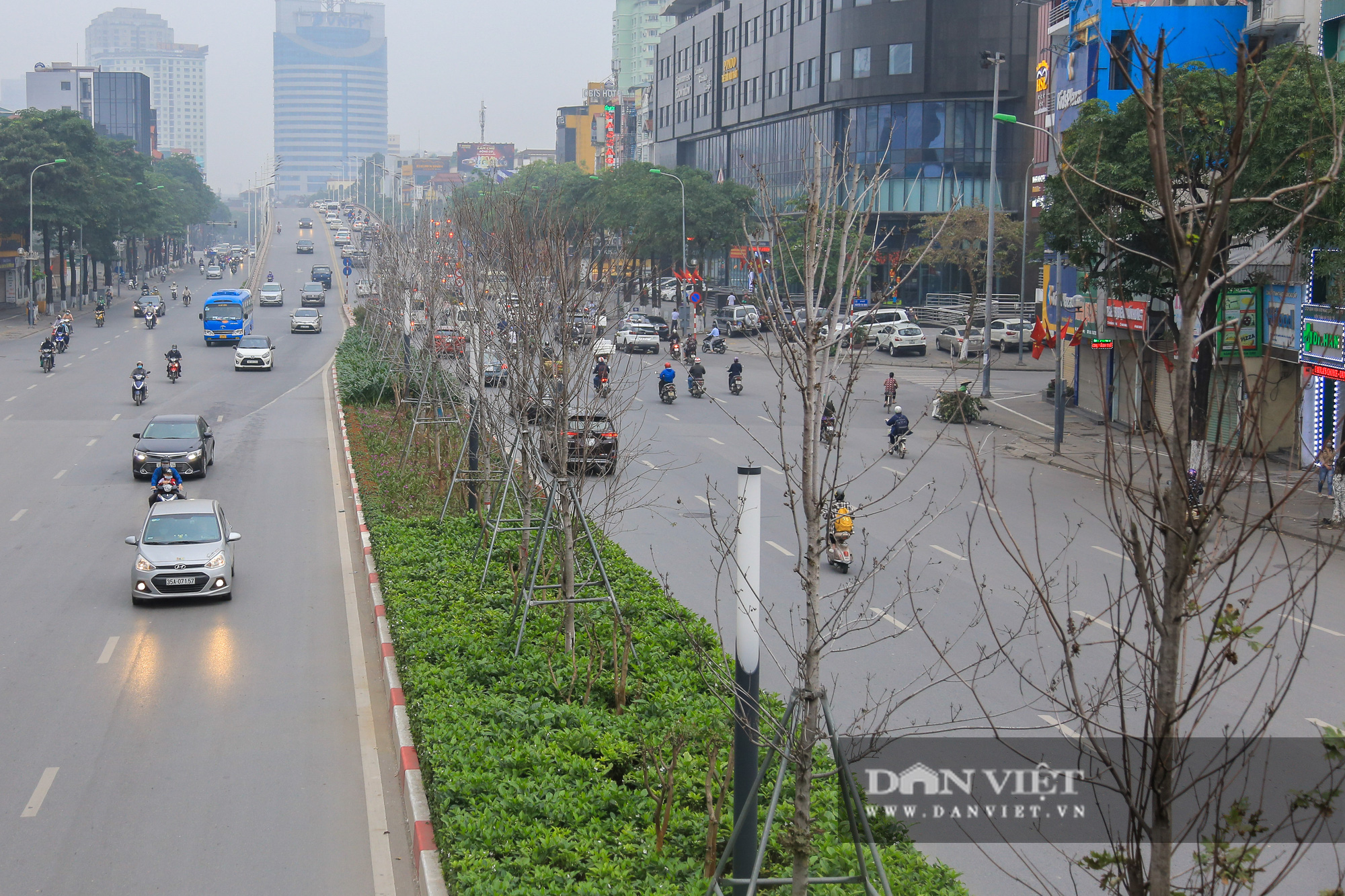 Người dân nói gì về việc Hà Nội thay thế cây phong ở 2 tuyến đường? - Ảnh 13.