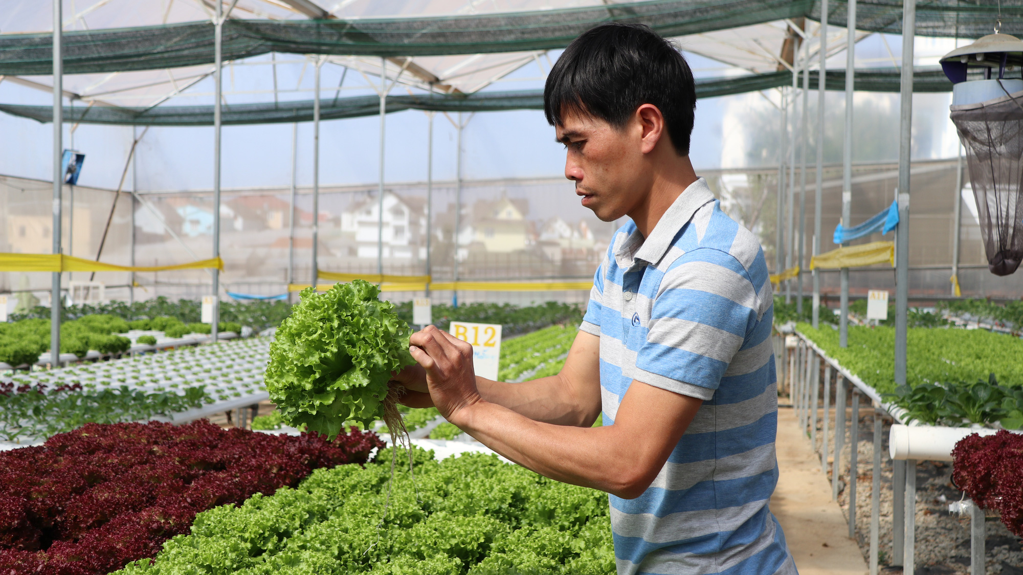 Sự cần thiết của việc xử lý thực phẩm an toàn cho rau sau thu hoạch - Ảnh 4.