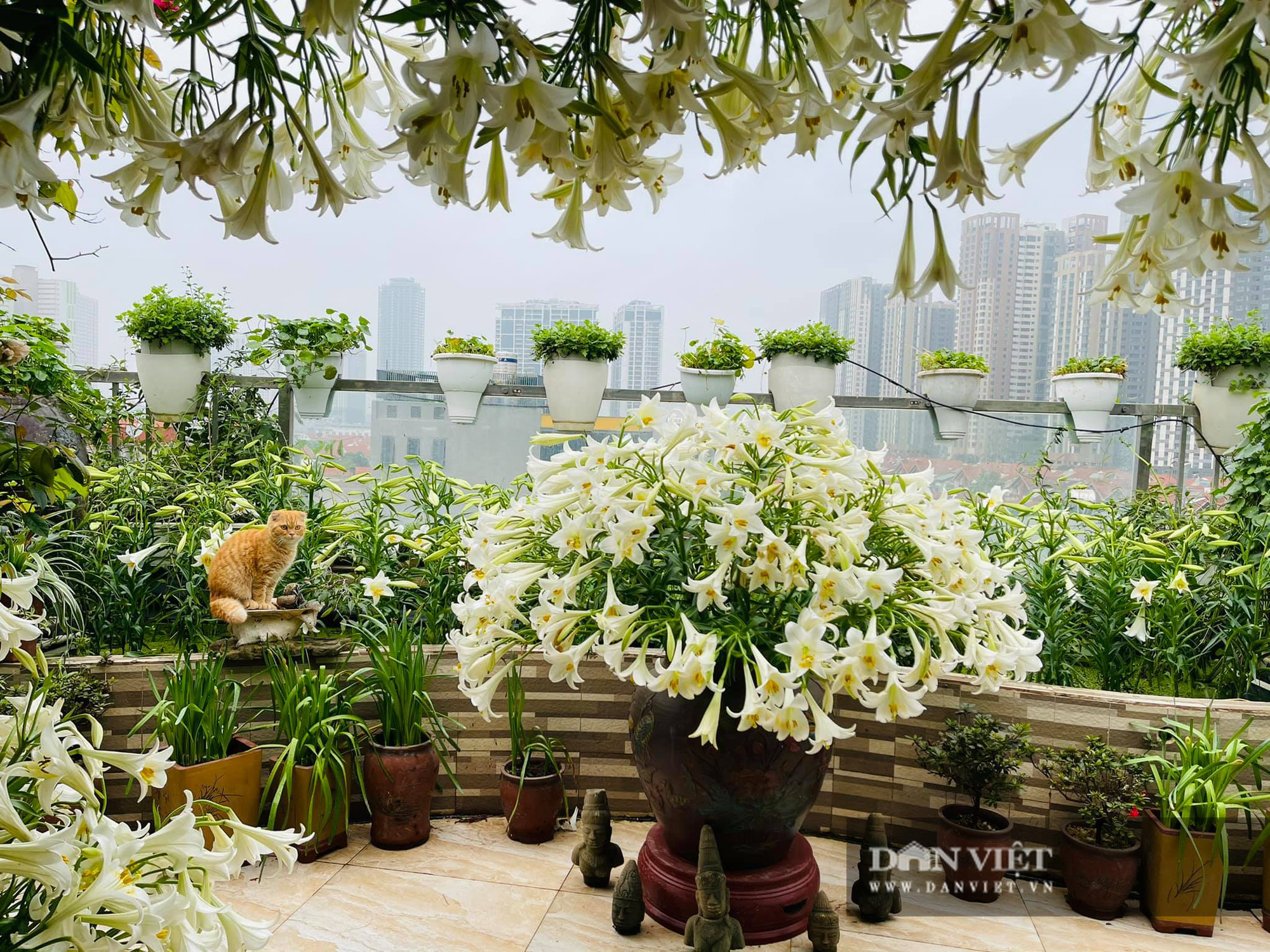 Hoa loa kèn đã vào mùa, chị em nô nức khoe những bình hoa xinh phát hờn - Ảnh 1.