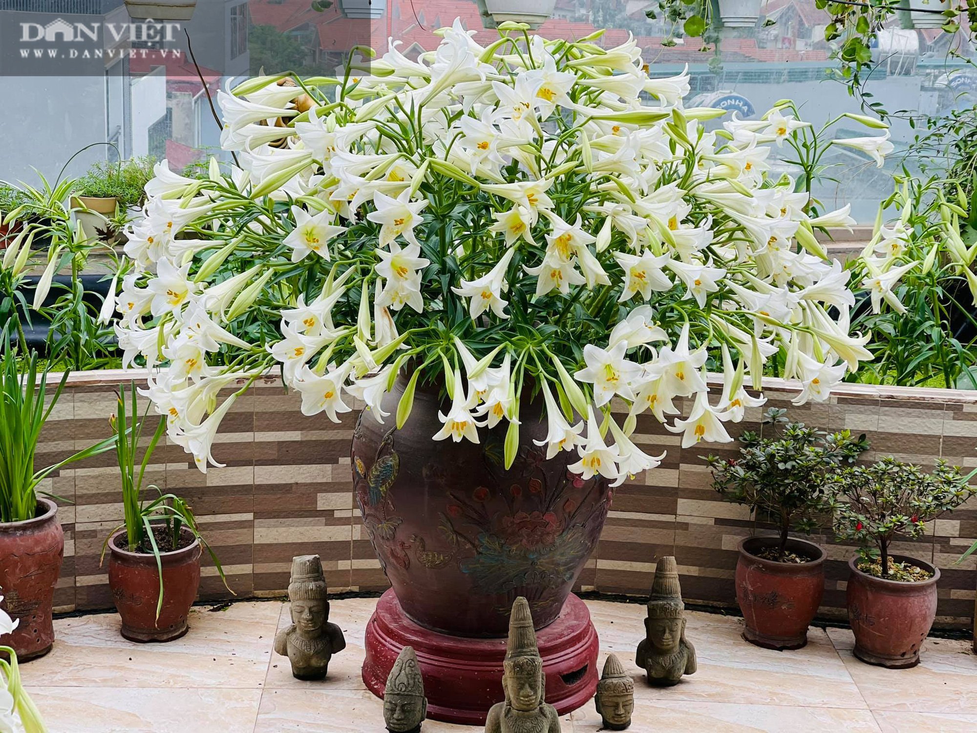 Hoa loa kèn đã vào mùa, chị em nô nức khoe những bình hoa xinh phát hờn - Ảnh 3.