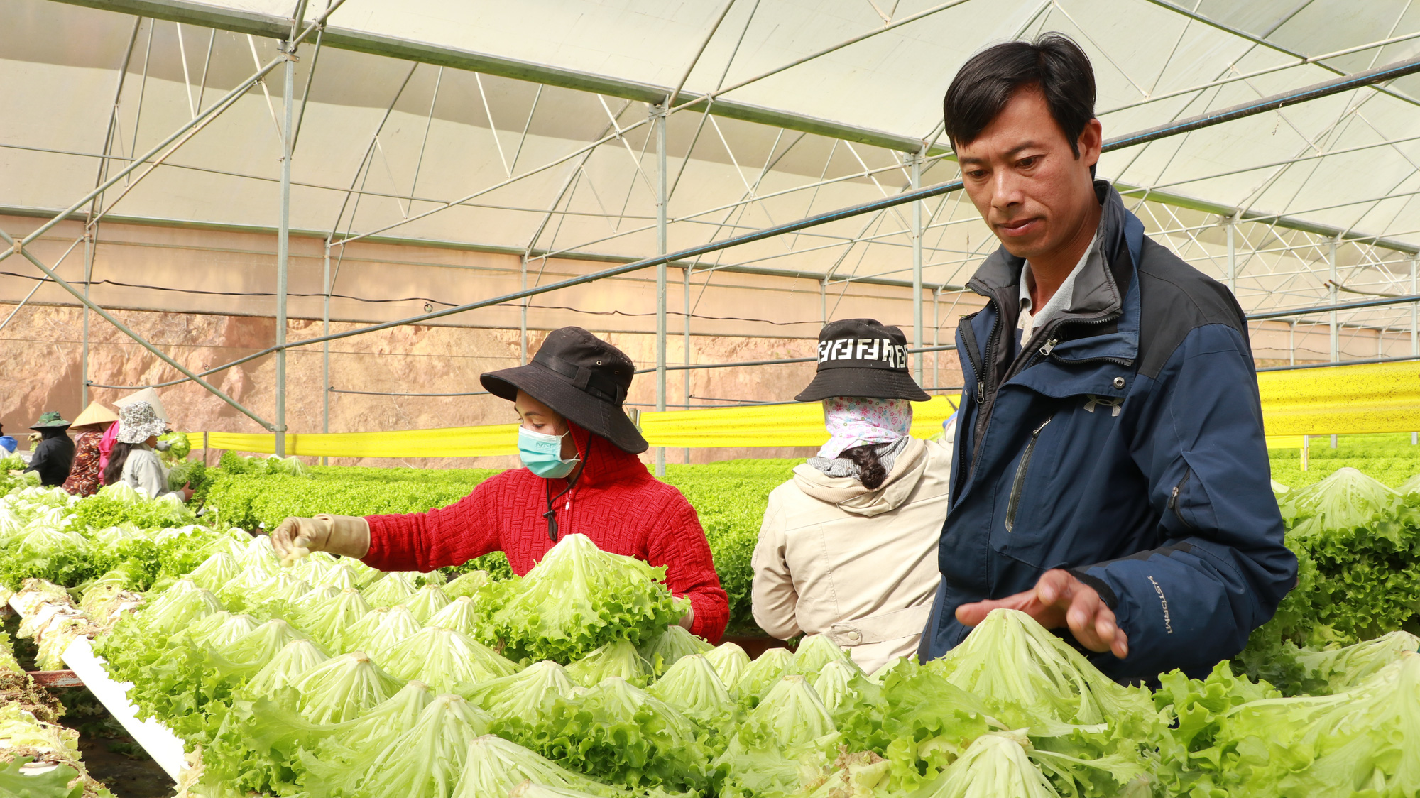 Sự cần thiết của việc xử lý thực phẩm an toàn cho rau sau thu hoạch - Ảnh 2.