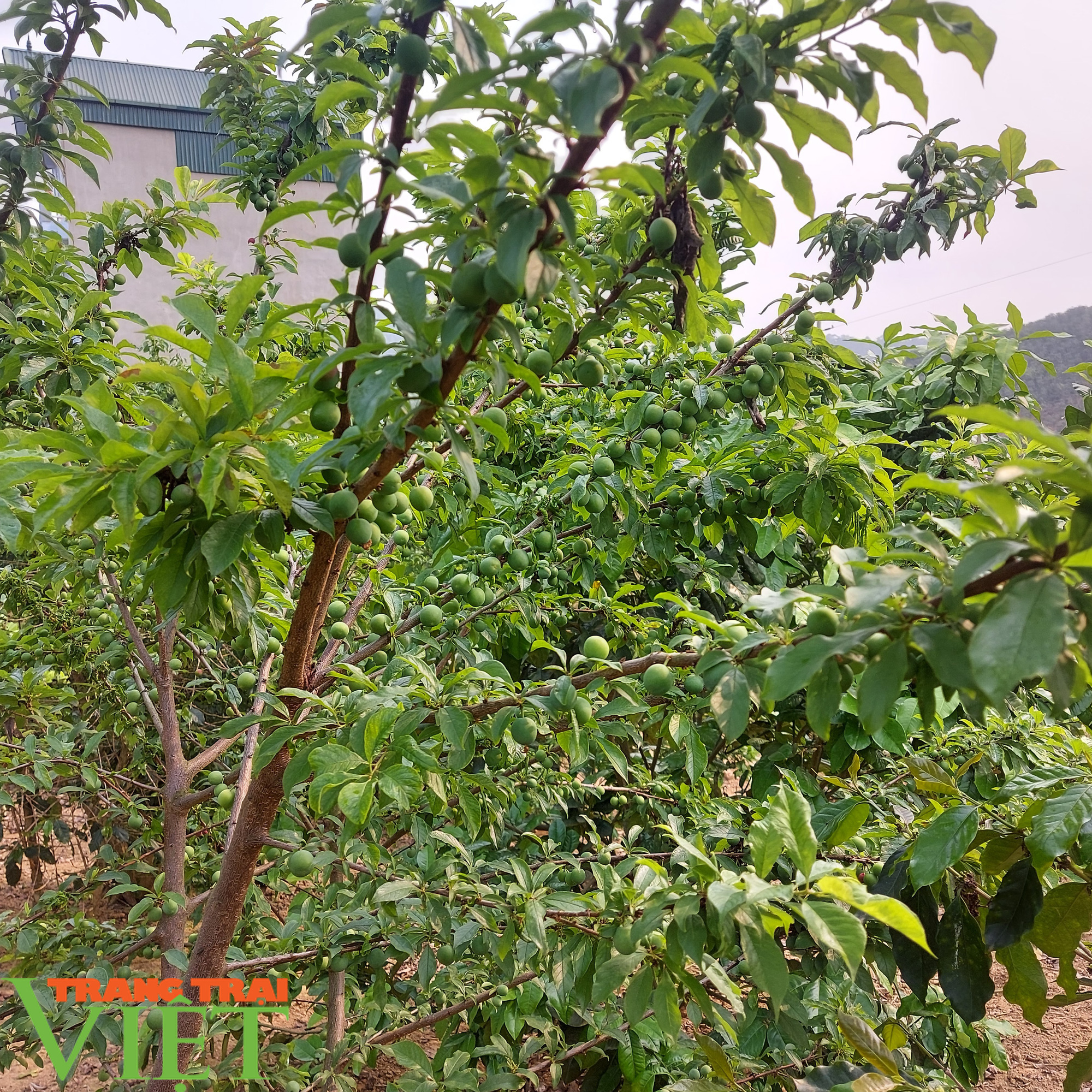 Kiếm 300 triệu/năm nhờ trồng đủ thứ cây trên đất cằn - Ảnh 3. Kiếm 300 triệu/năm nhờ trồng đủ thứ cây trên đất cằn - Ảnh 3.