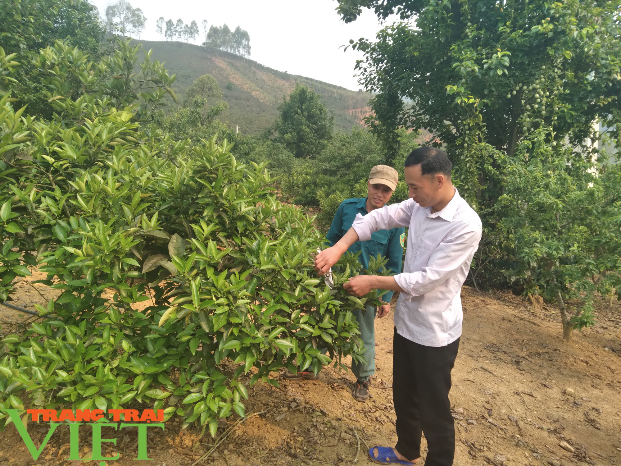 Kiếm 300 triệu/năm nhờ trồng đủ thứ cây trên đất cằn - Ảnh 5. Kiếm 300 triệu/năm nhờ trồng đủ thứ cây trên đất cằn - Ảnh 5.