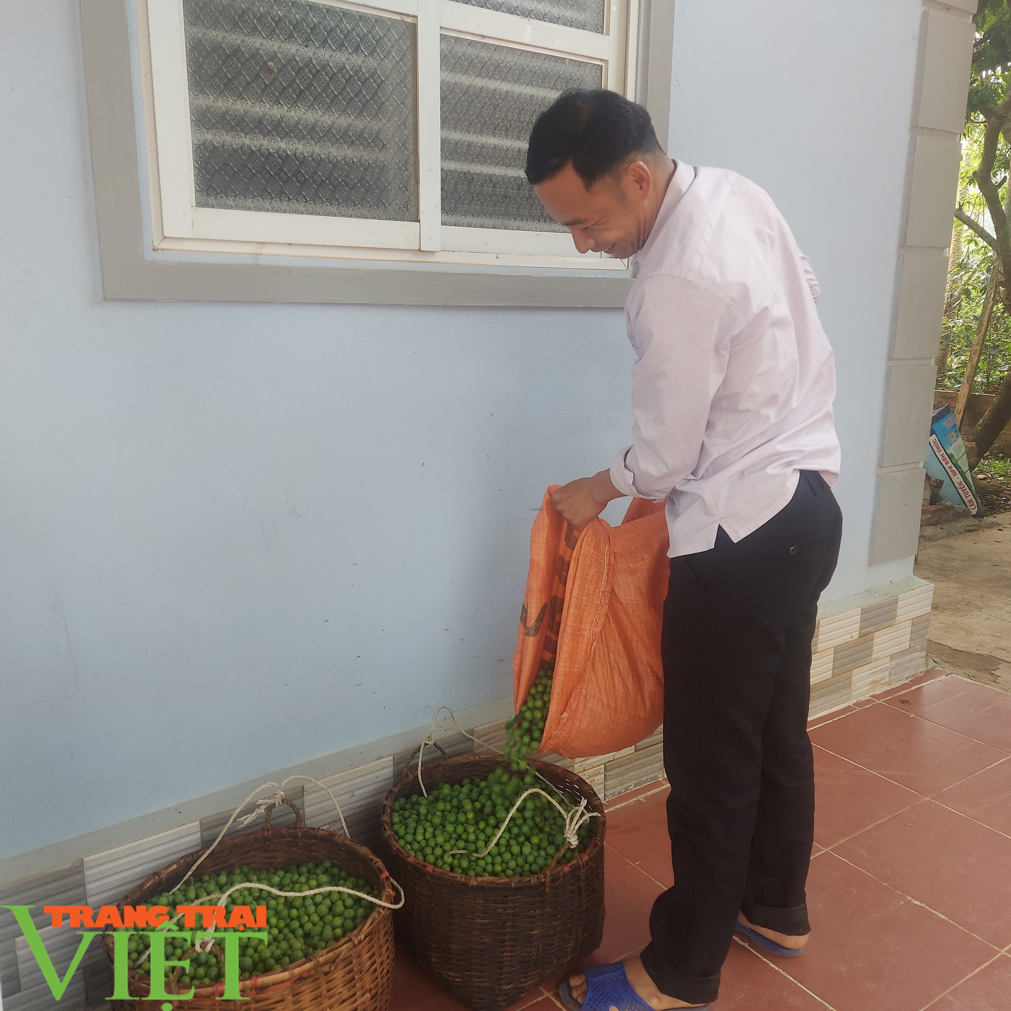 Kiếm 300 triệu/năm nhờ trồng đủ thứ cây trên đất cằn - Ảnh 2. Kiếm 300 triệu/năm nhờ trồng đủ thứ cây trên đất cằn - Ảnh 2.