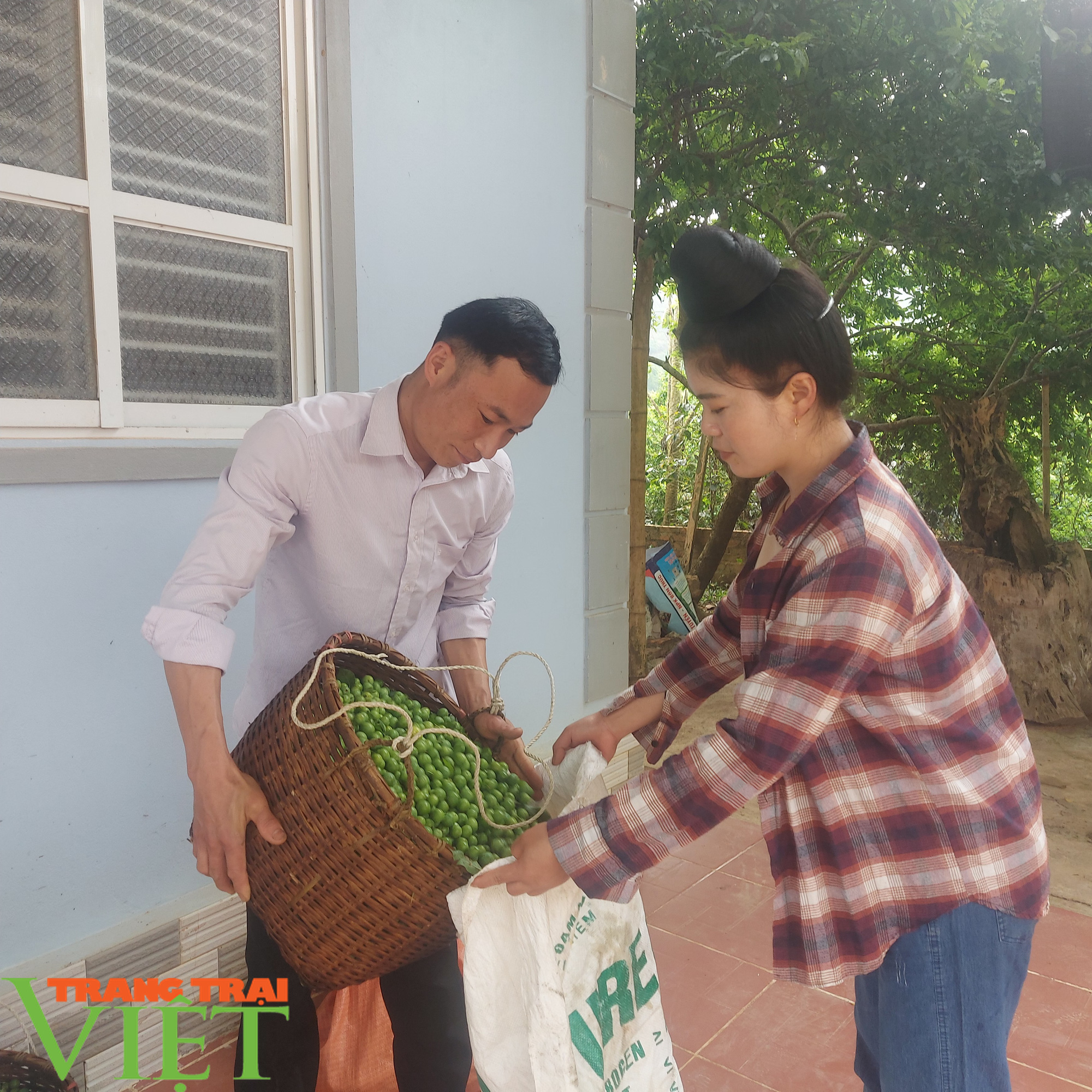 Kiếm 300 triệu/năm nhờ trồng đủ thứ cây trên đất cằn - Ảnh 1. Kiếm 300 triệu/năm nhờ trồng đủ thứ cây trên đất cằn - Ảnh 1.