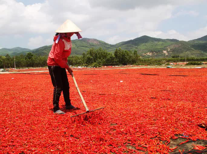 Ớt rớt giá 50 lần, bán 1kg không mua nổi gói mì tôm - Ảnh 1. Ớt rớt giá 50 lần, bán 1kg không mua nổi gói mì tôm - Ảnh 1.