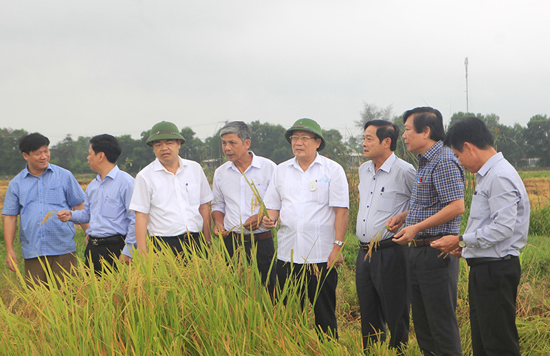 Cần sớm thành lập sàn giao dịch lúa, gạo tại Quảng Trị - Ảnh 2. Cần sớm thành lập sàn giao dịch lúa, gạo tại Quảng Trị - Ảnh 2.