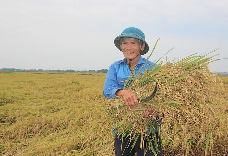 Cần sớm thành lập sàn giao dịch lúa, gạo tại Quảng Trị - Ảnh 1. Cần sớm thành lập sàn giao dịch lúa, gạo tại Quảng Trị - Ảnh 1.