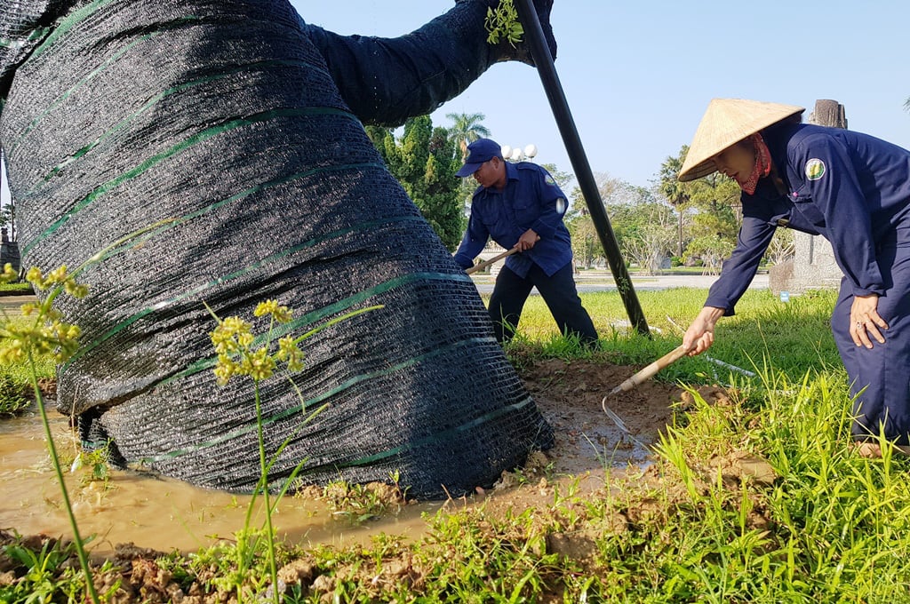Trên cả tuyệt vời, sau 5 tháng &quot;cấp cứu&quot;, cây xà cừ hơn 100 năm tuổi ở Huế đã mọc đầy chồi biếc - Ảnh 5.