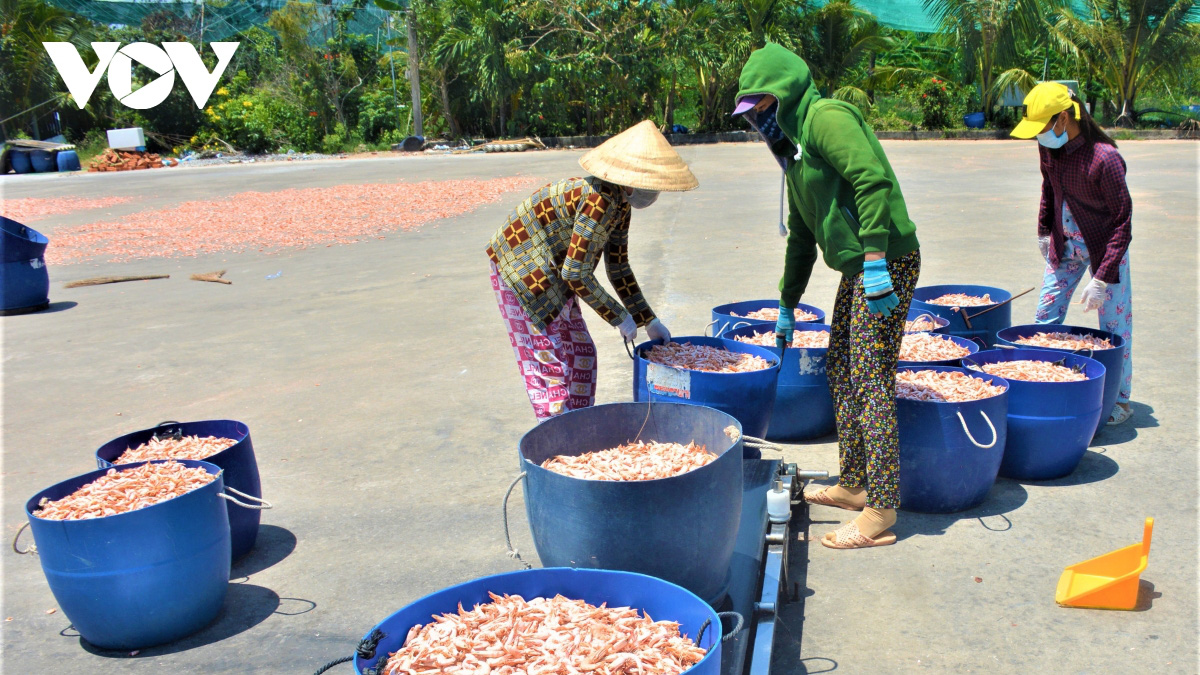 Đây là lí do mà “Tôm khô Rạch Gốc” - đặc sản khô ngon nhất đến từ vùng đất Cà Mau làm không đủ bán - Ảnh 5.