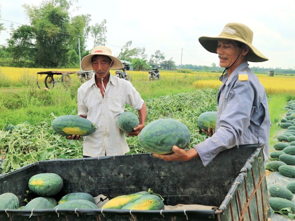 Ở vựa dưa hấu lớn nhất Quảng Nam, nông dân thấp thỏm đứng ngồi không yên vì dưa hấu "sáng một giá, chiều một giá" - Ảnh 1. Ở vựa dưa hấu lớn nhất Quảng Nam, nông dân thấp thỏm đứng ngồi không yên vì dưa hấu "sáng một giá, chiều một giá" - Ảnh 1.