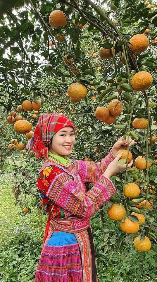 Bí quyết bắt cây cam sành “đẻ” hàng tạ quả/vụ của tỷ phú cam Hà Giang - Ảnh 3.