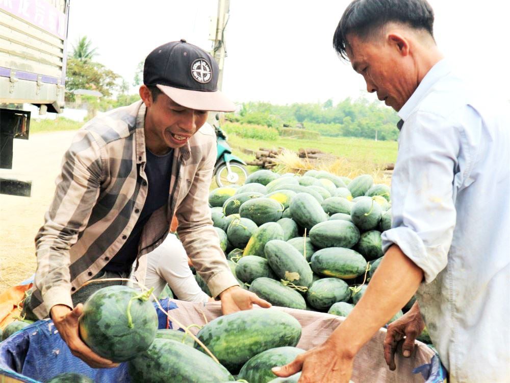 Ở vựa dưa hấu lớn nhất Quảng Nam, nông dân thấp thỏm đứng ngồi không yên vì dưa hấu "sáng một giá, chiều một giá" - Ảnh 5. Ở vựa dưa hấu lớn nhất Quảng Nam, nông dân thấp thỏm đứng ngồi không yên vì dưa hấu "sáng một giá, chiều một giá" - Ảnh 5.