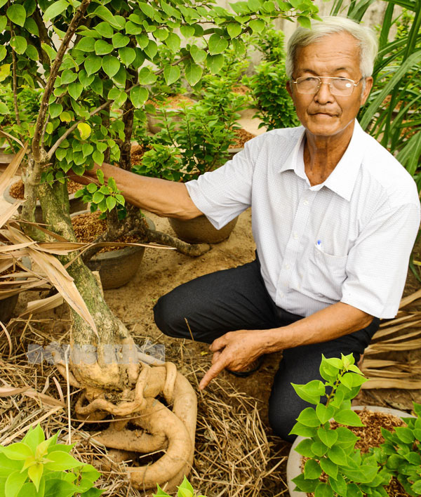 Chuyện lạ Bến Tre: Trồng hoa giấy lấy rễ, rễ càng to dài càng lắm tiền một thành viên CLB ND tỷ phú phát tài - Ảnh 1.
