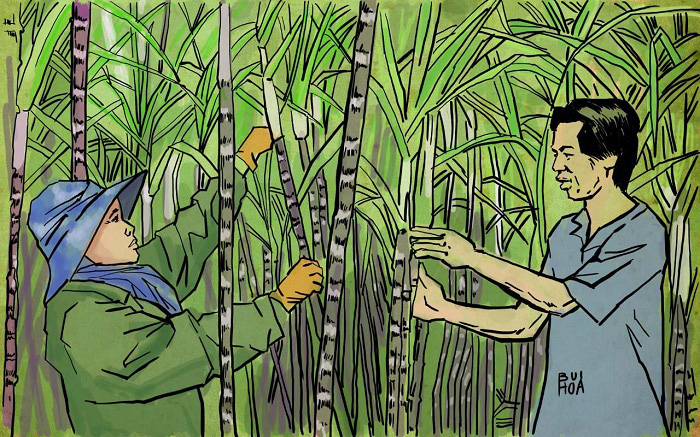 Tác giả Ngô Hòa Bình: “Tôi viết ‘Hoa mía’ như một lời cảm ơn tới quê hương” - Ảnh 2.