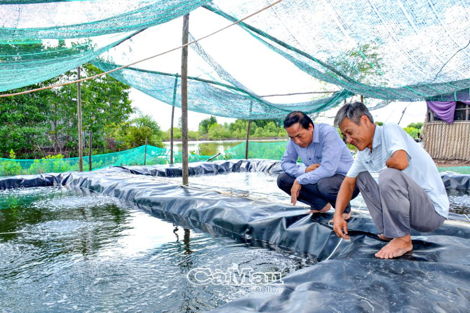 Cà Mau: Vùng đất nông dân &quot;chuẩn chỉ&quot; nuôi tôm thì nhà nào cũng &quot;ôm&quot; cục tiền, có hộ kiếm vài chục triệu/tháng - Ảnh 1.