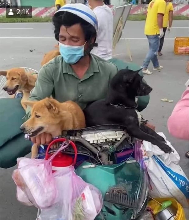 Chỉ có bệnh dại mới bắt buộc phải tiêu hủy chó mèo - Ảnh 2.
