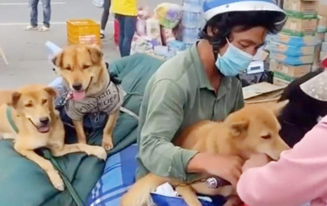 Không khuyến cáo tiêu hủy chó mèo có nguy cơ nhiễm Covid-19 - Ảnh 2.
