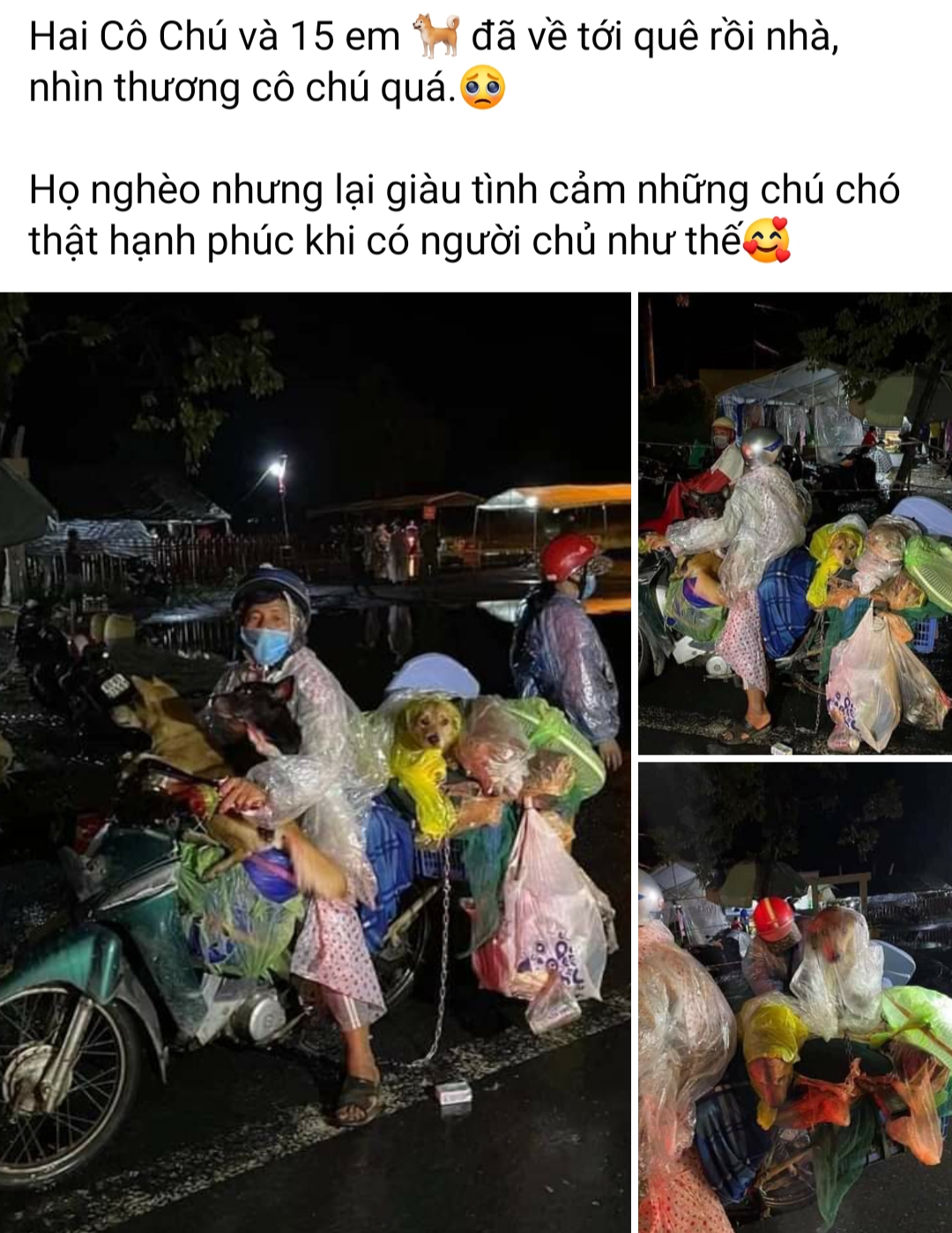 Làm rõ thông tin vụ 15 chú chó cùng đôi vợ chồng hồi hương tránh dịch bị tiêu hủy - Ảnh 1.
