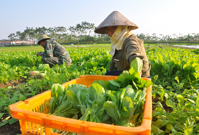 Hướng tới nền nông nghiệp xanh - Ảnh 1.