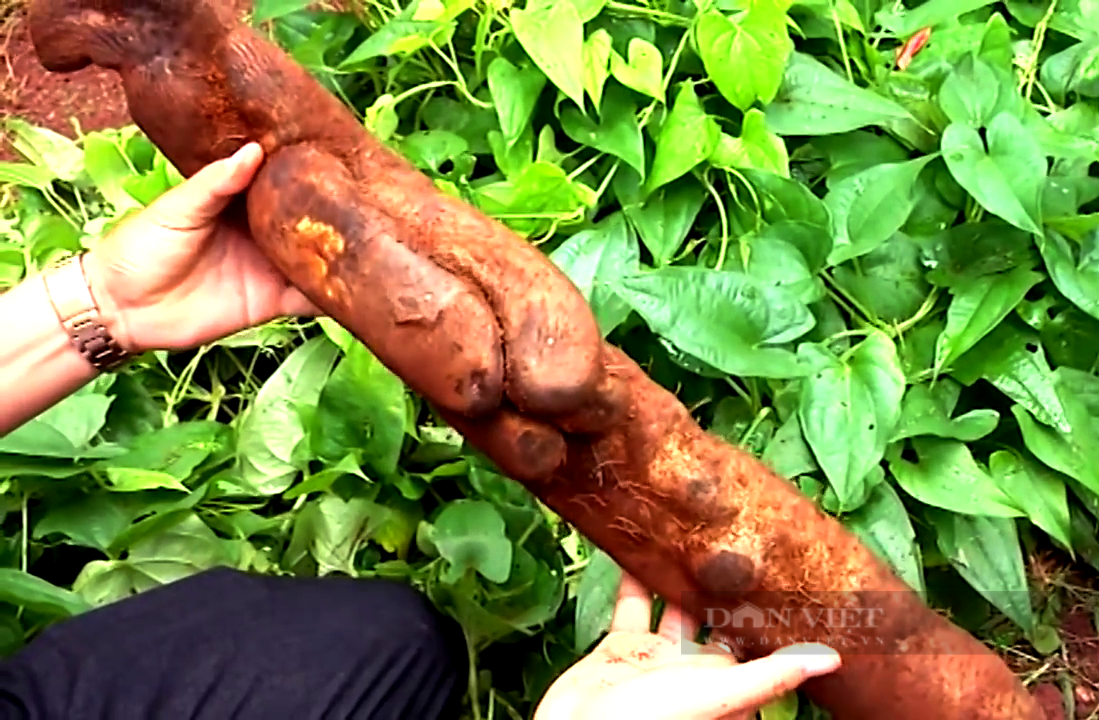 Bà Rịa – Vũng Tàu: Cho khoai hoang dã “kết duyên” với đặc sản tiêu Bầu Mây, anh nông dân giàu to  - Ảnh 4.