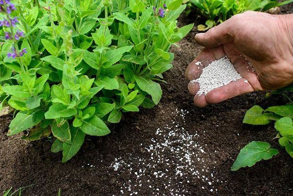 4 mẹo giúp cây cảnh xanh tươi, mang sự sống tràn trề cho gia đình bạn - Ảnh 2.