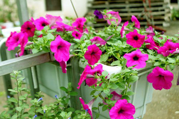 4 mẹo giúp cây cảnh xanh tươi, mang sự sống tràn trề cho gia đình bạn - Ảnh 3.