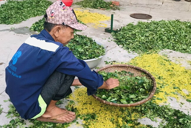 Bình Định: Lạ, vùng đất dân trồng thứ cây chẳng phải chăm bón gì, tới mùa hoa dùng sào đập rụng nhặt bán đắt tiền - Ảnh 1.