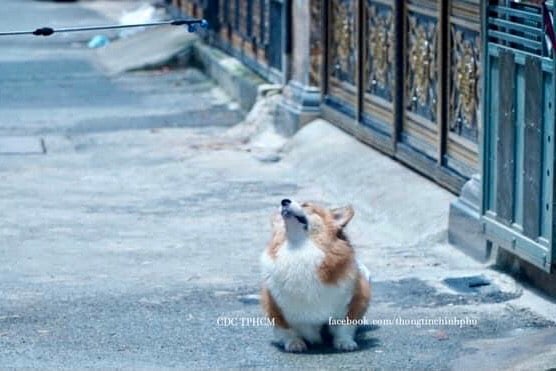 Xử lý thế nào nếu chó, mèo nhiễm SARS-CoV-2? - Ảnh 3.
