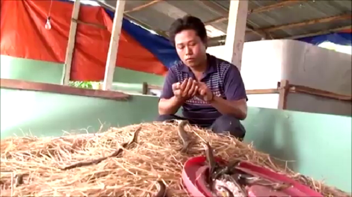 Tiền Giang: Mất đầu ra, chủ trại nuôi rắn mối “khủng” nhất miền Tây cho rắn uống thuốc ngưng đẻ - Ảnh 4.