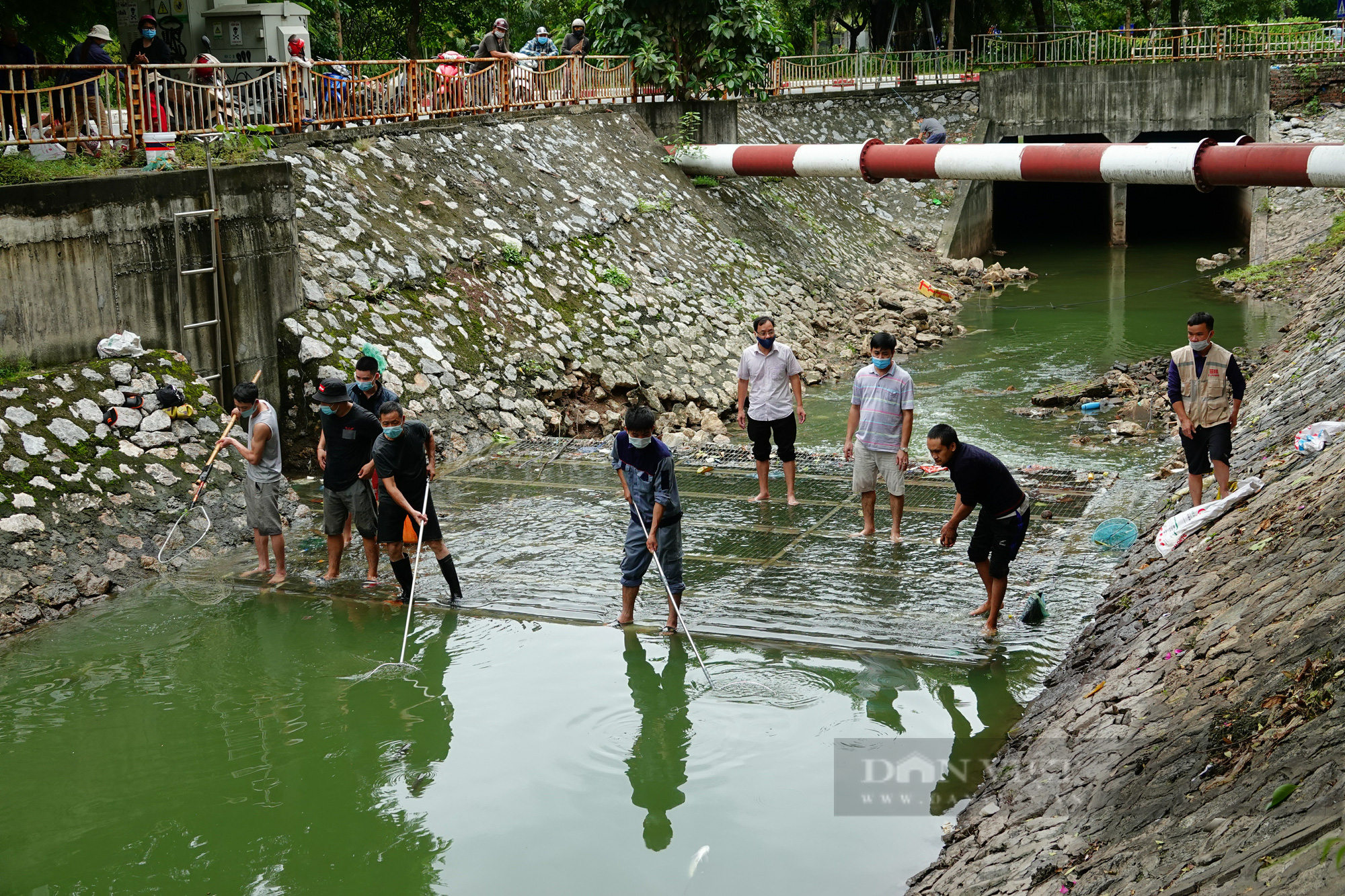 Sông Tô Lịch lại chuyển màu xanh lạ, người dân hăm hở đánh bắt hàng tạ cá - Ảnh 3.