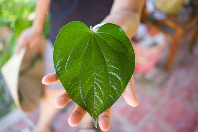 Không ngờ: Thứ cây rau gia vị mọc đầy trong vườn nhà, càng cắt càng lên lại là &quot;thần dược&quot; quý - Ảnh 2.