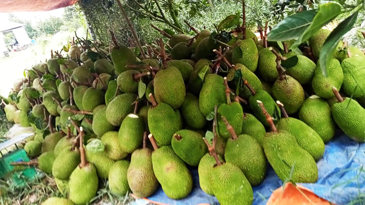 Giá mít Thái hôm nay 13/10: Người dân trồng mít dần chuyển sang phân hữu cơ do giá phân bón tăng quá cao - Ảnh 1.