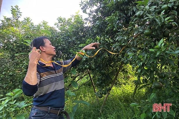 Bão số 8 sắp đổ bộ: Nông dân Hương Sơn &quot;căng mình&quot; bảo vệ cây đặc sản - Ảnh 6.