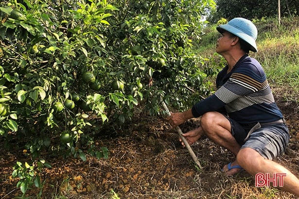 Bão số 8 sắp đổ bộ: Nông dân Hương Sơn &quot;căng mình&quot; bảo vệ cây đặc sản - Ảnh 2.