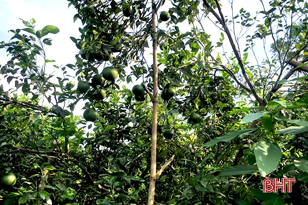 Bão số 8 sắp đổ bộ: Nông dân Hương Sơn &quot;căng mình&quot; bảo vệ cây đặc sản - Ảnh 1.