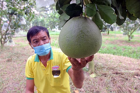 Hậu Giang: Cũng là bưởi da xanh, nhưng nông dân ở đây trồng kiểu gì để bán trái giá cao hơn thị trường? - Ảnh 1.