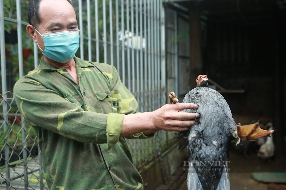 Công an vào cuộc vụ ruộng bị xả dầu đen kịt ở Hà Nội - Ảnh 5.