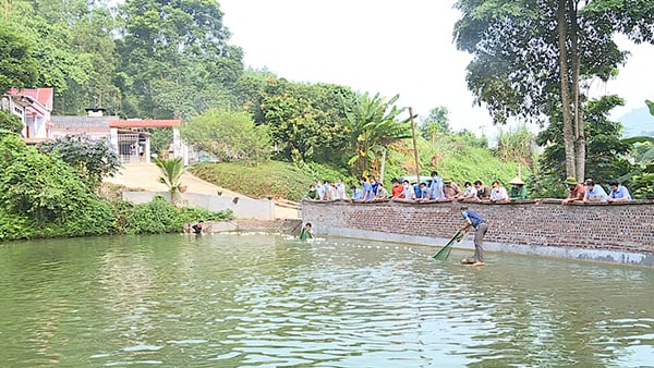 Tuyên Quang: Nuôi cá rô phi toàn đực, bắt lên bán toàn con to, lãi gấp 3 lần so với nuôi cá truyền thống - Ảnh 2.