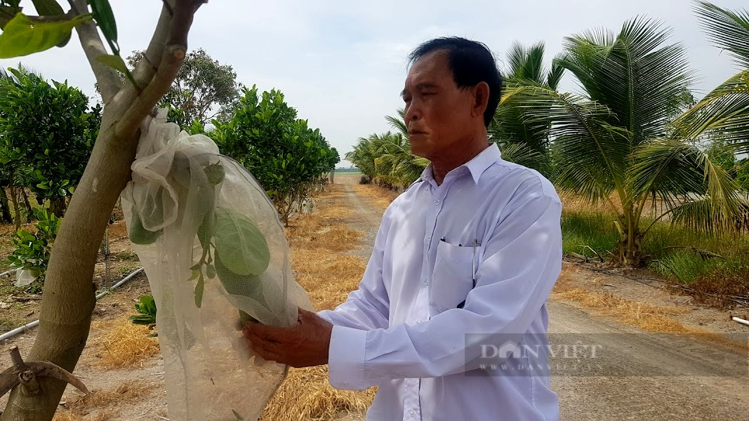 Long An: Vắt 70ha đất trồng cây hỗn hợp bằng cách này, ông nông dân vùng biên trở thành tỷ phú - Ảnh 4.