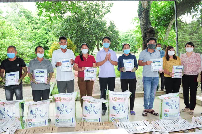 Nuôi gà thịt có sử dụng chế phẩm vi sinh ở Ninh Bình: Nhà nông lợi, môi trường sạch  - Ảnh 1.