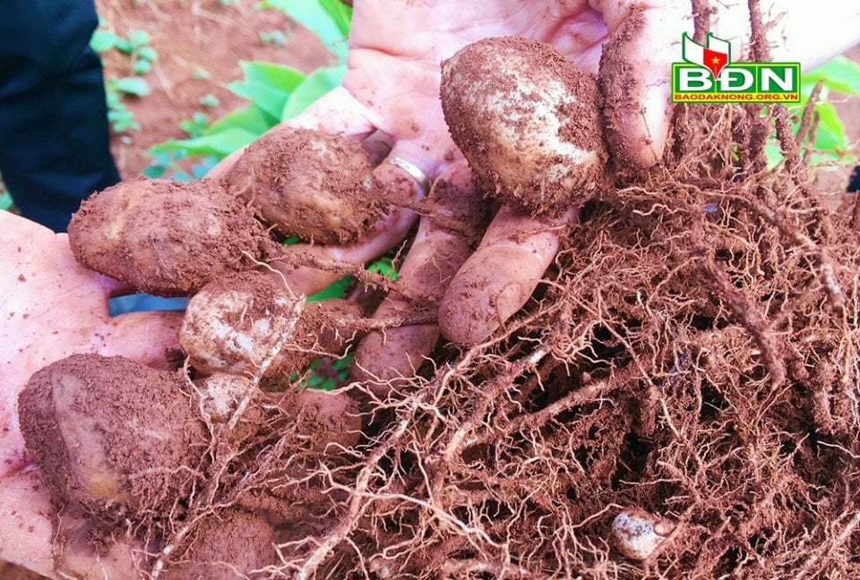 Đắk Nông: Trồng thứ cây lạ củ ra từng chùm như trứng cút, nông dân đào lên không biết bán cho ai - Ảnh 2.