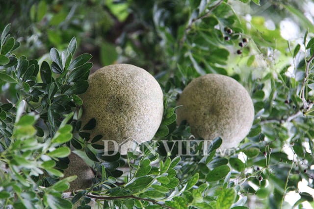Thứ quả miền Tây xấu từ ngoài vào trong, bổ ra đen sì nhưng chế biến được vạn đặc sản cực ngon - Ảnh 1.