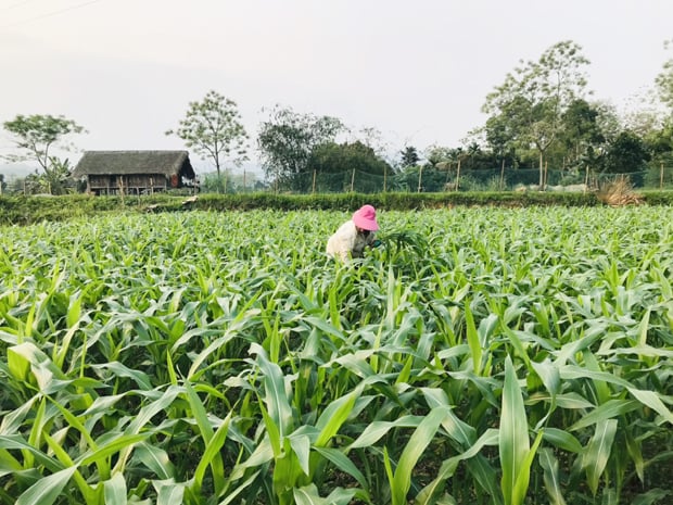 TRỰC TIẾP: Bỏ phí cả trăm triệu tấn phụ phẩm nông nghiệp không khác gì ném đi hàng tỷ USD  - Ảnh 9.