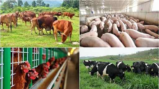 TRỰC TIẾP: Bỏ phí cả trăm triệu tấn phụ phẩm nông nghiệp không khác gì ném đi hàng tỷ USD  - Ảnh 10.