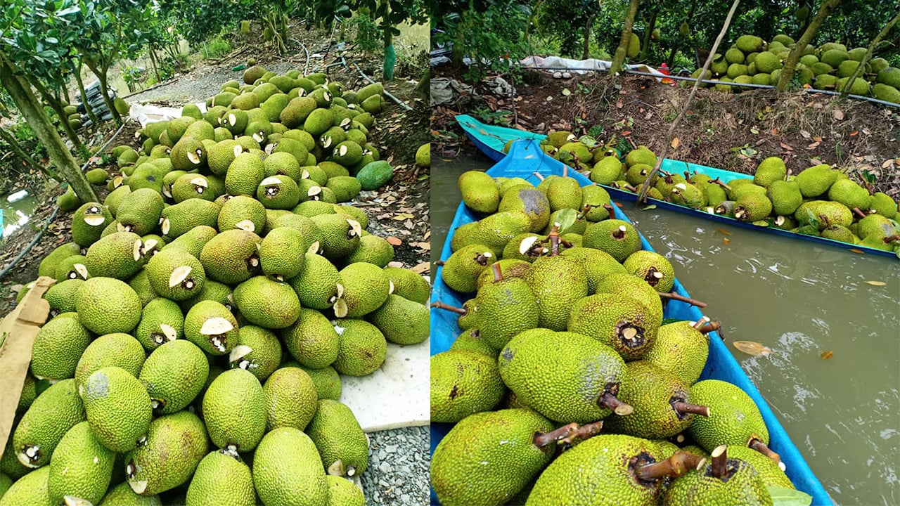 Giá mít Thái hôm nay 22/10: Cách trồng mít Thái không sợ xơ đen không phải ai cũng biết - Ảnh 1.