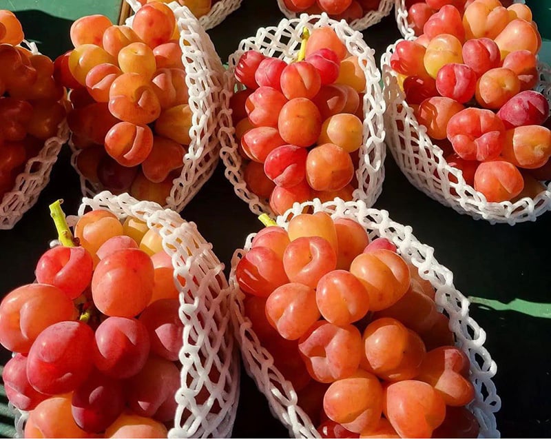 Nho Nhật Bản siêu đắt đỏ: Ăn đủ combo mất 20 triệu đồng - Ảnh 13.